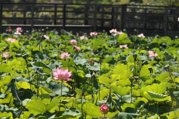 ハスの花