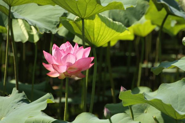 ハスの花