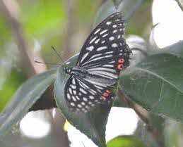 羽根が黒地に白の斑紋がある縞模様で、後翅に赤い斑紋があるアカボシゴマダラが葉っぱにとまっている写真