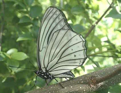 白い羽に黒い輪郭があるアカボシゴマダラが木の枝にとまっている写真