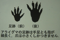 「アライグマの足跡は手足とも指が細長く、爪は小さくしかつきません。」と書かれている文とアライグマの前足と後ろ足の足跡のイラスト