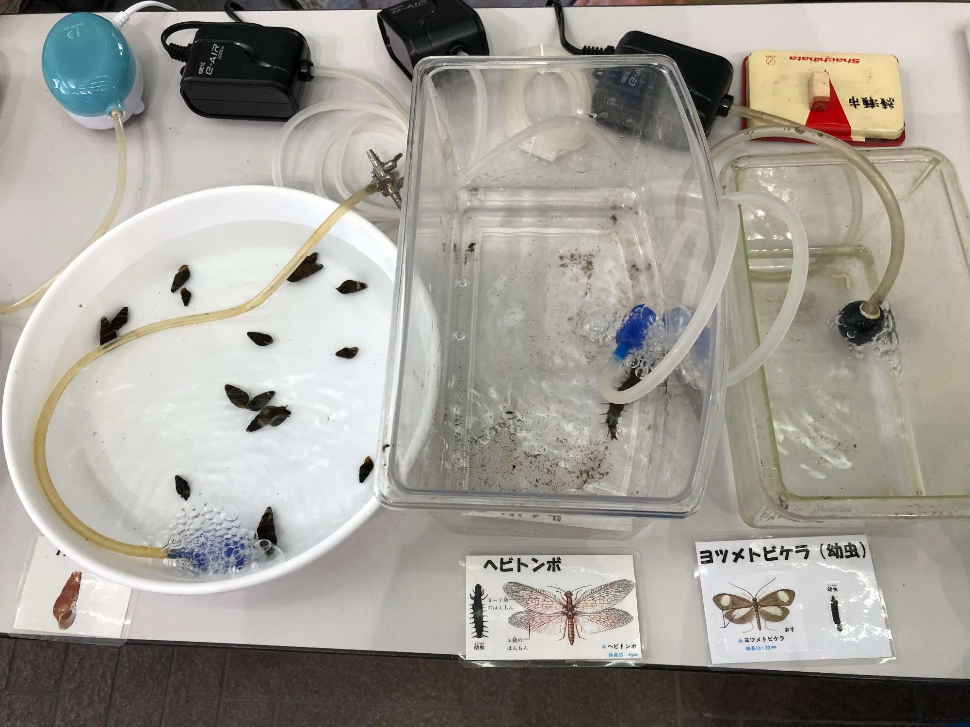 ほたる保存会展示物