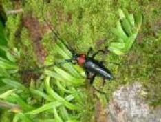 植物防疫所原図に載せられた、緑の細長い葉っぱにいる体が黒く前胸部が赤いクビアカツヤカミキリの成虫の写真