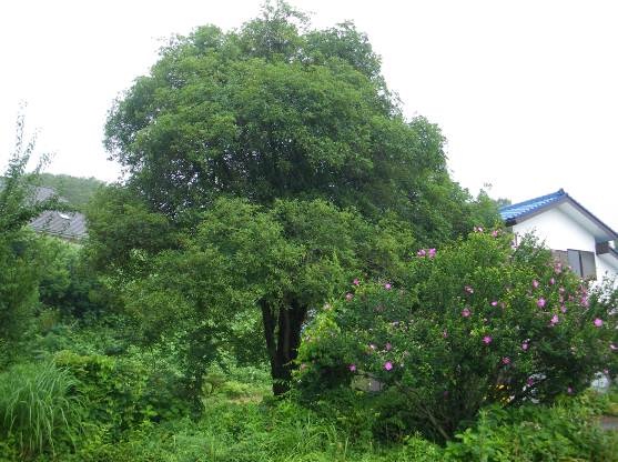 大きく枝を伸ばし青々とした葉が茂っている笠間家のギンモクセイの写真