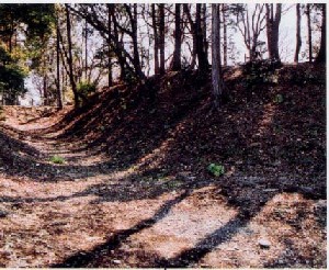 右側が高く盛土がされた土手に木々が植えられている早川城跡北側掘切り現況の写真