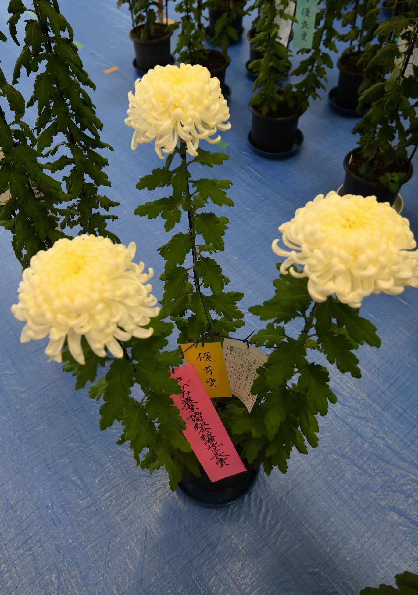 さがみ農業協同組合綾瀬地区運営委員長賞を受賞した菊の写真