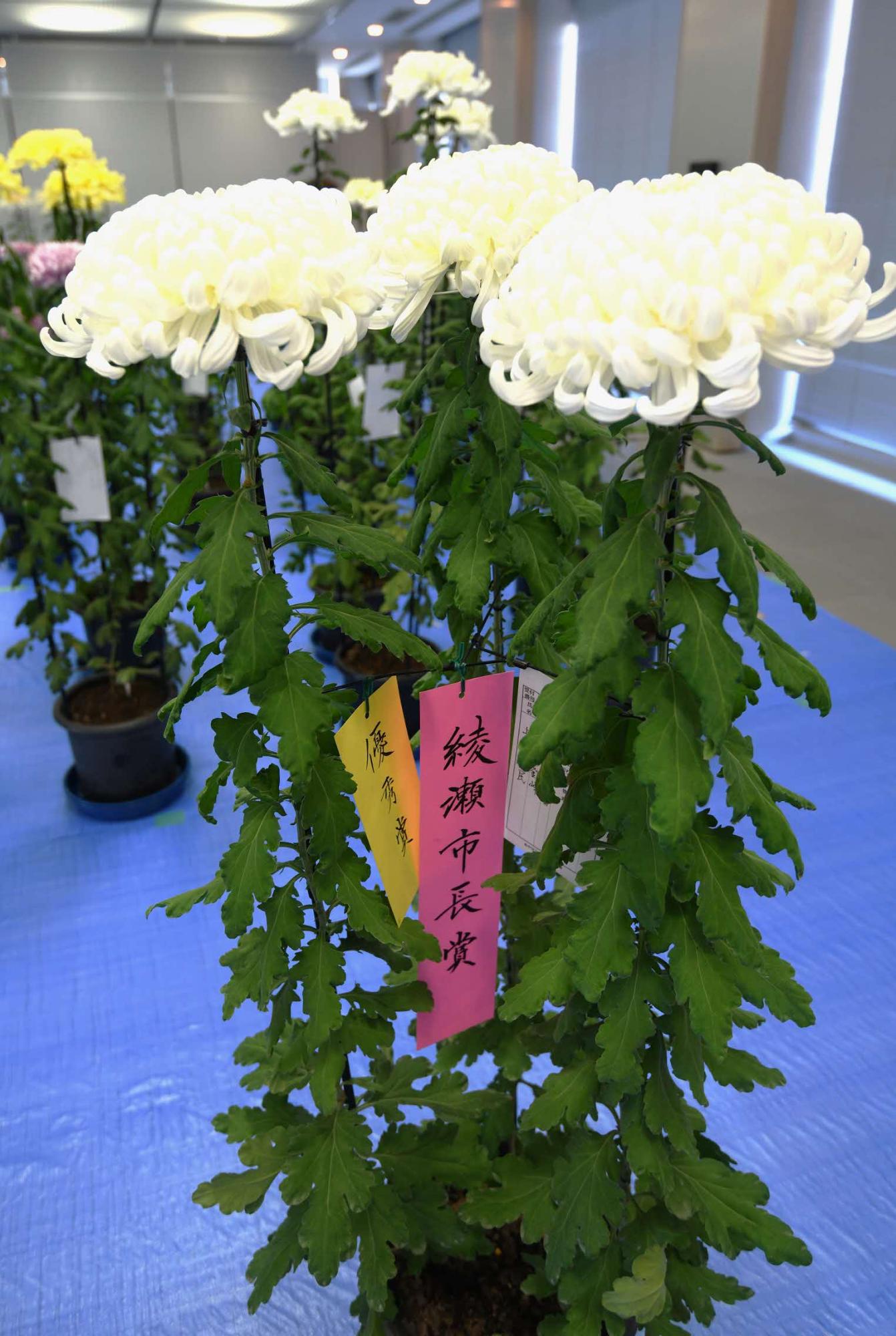 市長賞を受賞した菊の写真