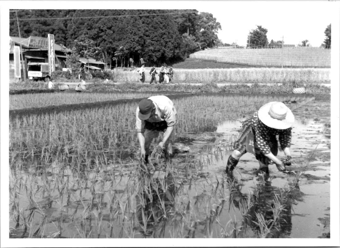 昭和30年ころ 田植えの様子