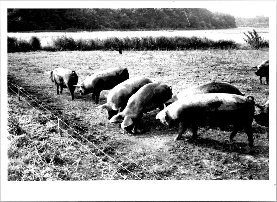 昭和40年 養豚の様子