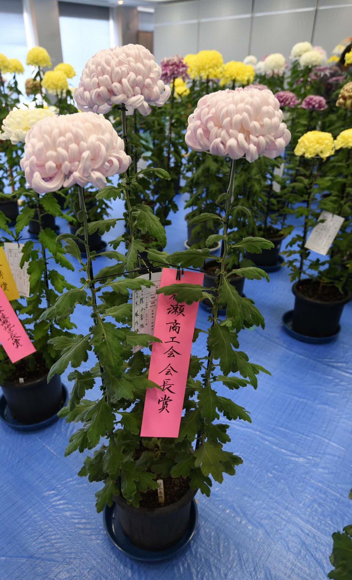 綾瀬市商工会長賞を受賞した菊の写真