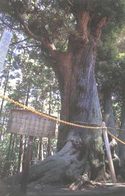 太く大きな幹で、木の前に案内版が設置されている五社神社・椎の大木の写真