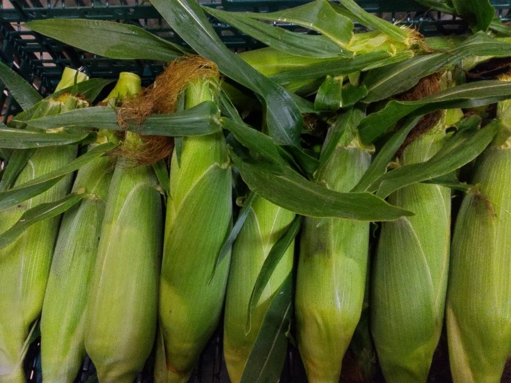 かごにとれたてのとうもろこしが積まれている写真