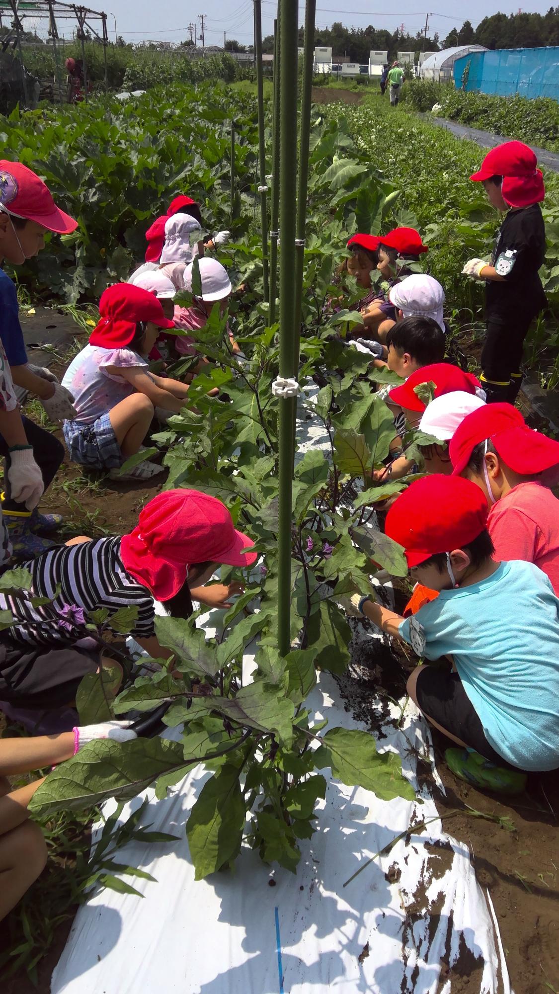 なすがなっている苗の両脇に園児が一列に並び、なすを収穫している写真
