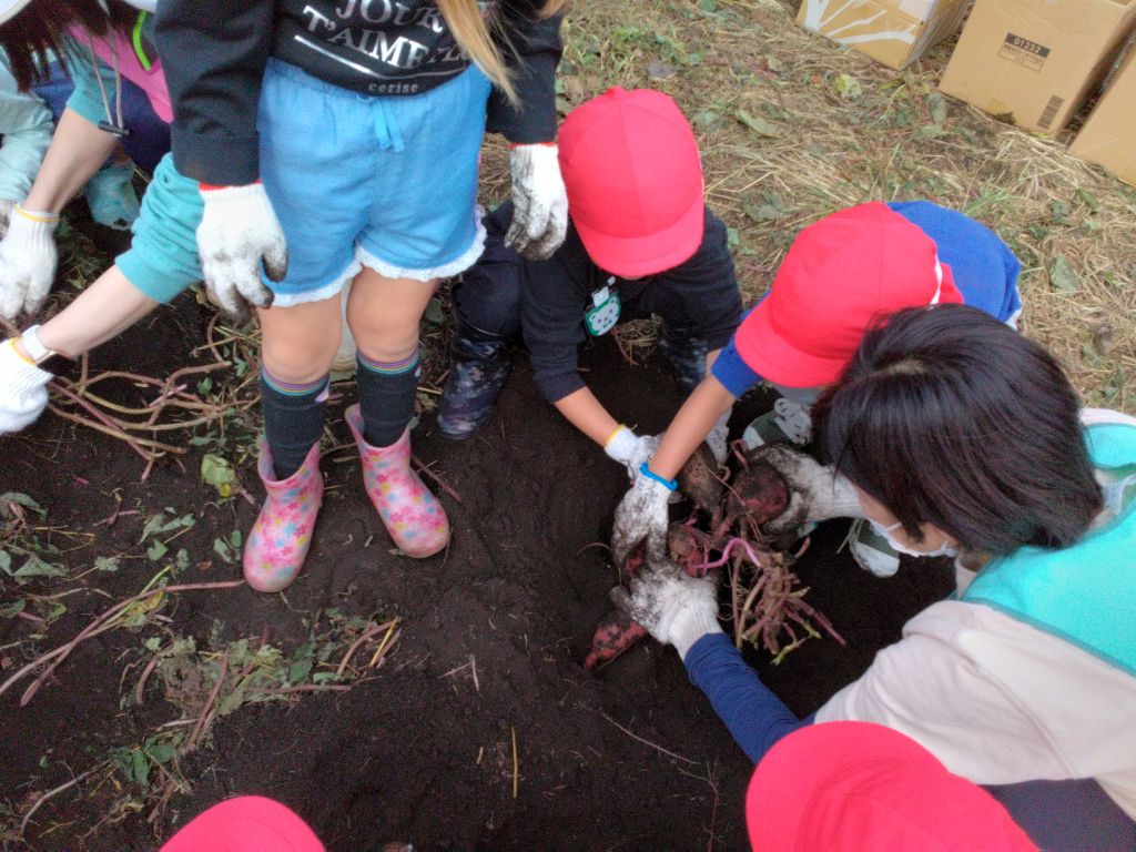 園児3名と先生1名がしゃがみこみ、土の中からさつまいもを抜こうとしている写真