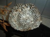 傘の形をしていて沢山の穴があいているアシナガバチの巣の写真