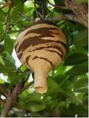木の枝に作られたベージュ色の地に茶色の模様が入って、花瓶が逆さまになったような形をしたスズメバチの巣（初期）の写真