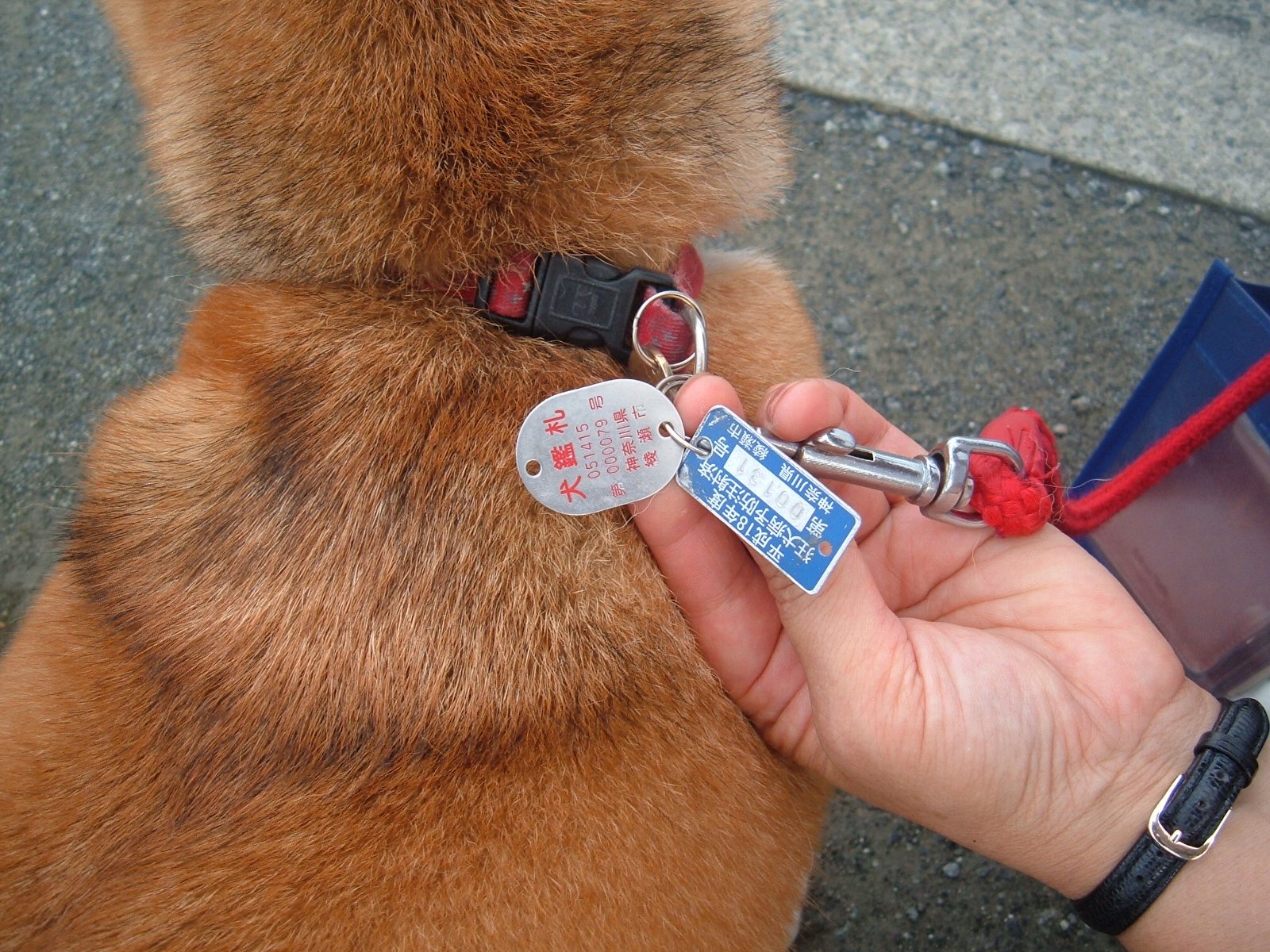 首輪に犬鑑札と狂犬病予防注射済の札がついている犬の後ろ姿の写真