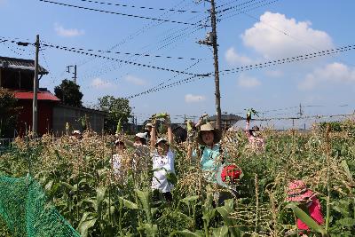 トウモロコシ収穫の様子