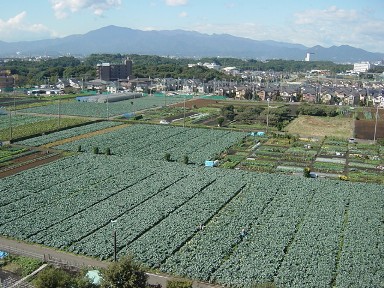市庁舎から撮影された一面緑の広大なブロッコリー畑と、その奥に見える住宅地や大山の写真