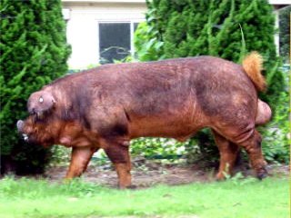 肌が褐色のデュロック種の豚を真横から写した写真