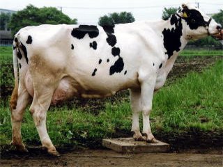 白と黒の模様をしたホルスタイン種の牛を横から写した写真
