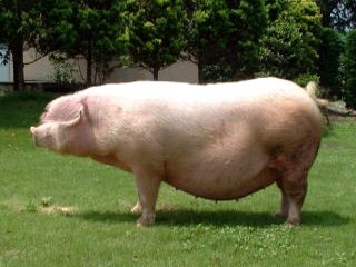 白色の耳の垂れているランドレース種の豚を真横から写した写真