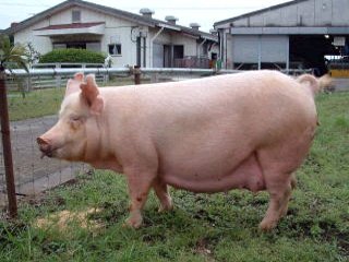 白色の耳が直立した大ヨークシャー種の豚を真横から写した写真