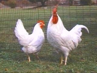 羽根が白、とさかが赤い白色レグホンの鶏、（右がオス、左がメス）の写真