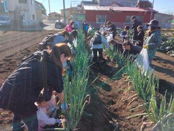 長ネギ収穫の様子