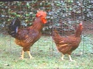 羽色は濃褐色のロードアイランレッドの鶏（右がメス、左がオス）の写真