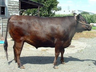 黒単色で褐色の黒毛和牛の牛を横から写した写真