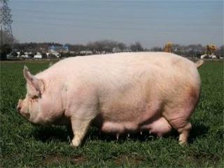 白色の耳の立っている中型の豚中ヨークシャー種の豚を真横から写した写真