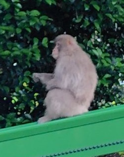 サルの画像
