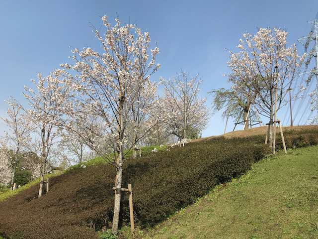芝や生垣の生えている緩やかな斜面に2列で等間隔に植えられているソメイヨシノの写真