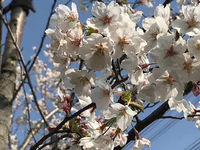 たくさん咲いているソメイヨシノの花を近くから撮影した写真