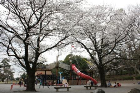 公園の遊具の前に咲く2本の満開の桜を下から見上げる構図で撮影した写真