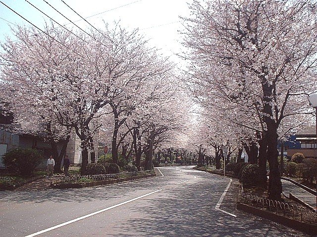 沿道に満開の桜が奥まで連なる桜並木の写真