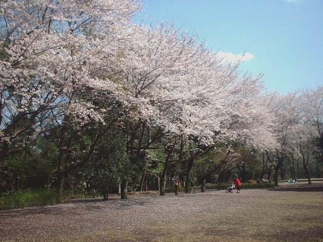 満開の桜の木が並び、散った花びらで木の周辺の地面が埋め尽くされている様子の写真