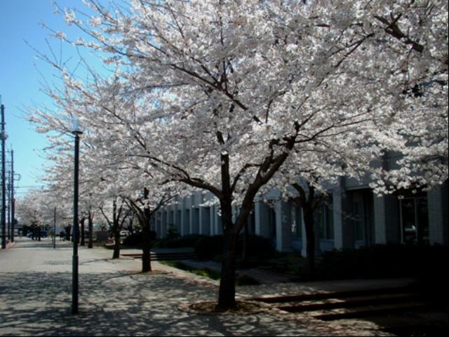 市役所の建物前の歩道に満開の桜が等間隔で奥まで連なっている写真